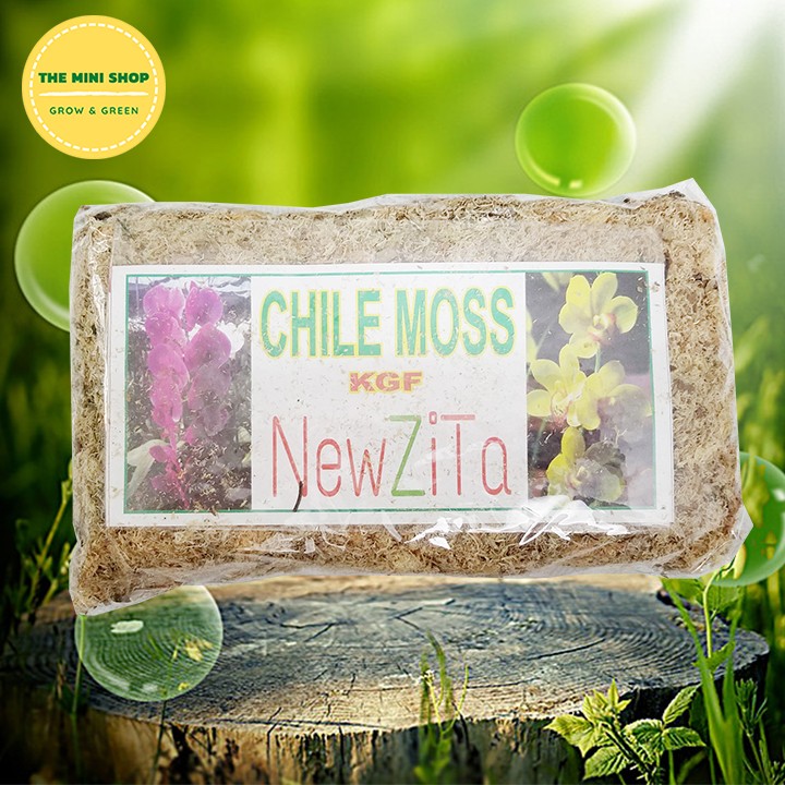Dớn chile moss - dớn mềm trồng lan 100g