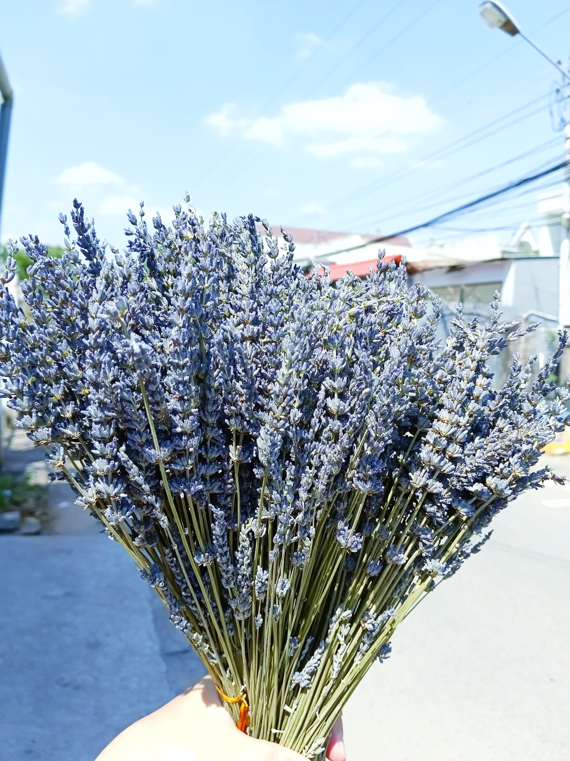 hoa khô - lavender, oải hương thơm ngát