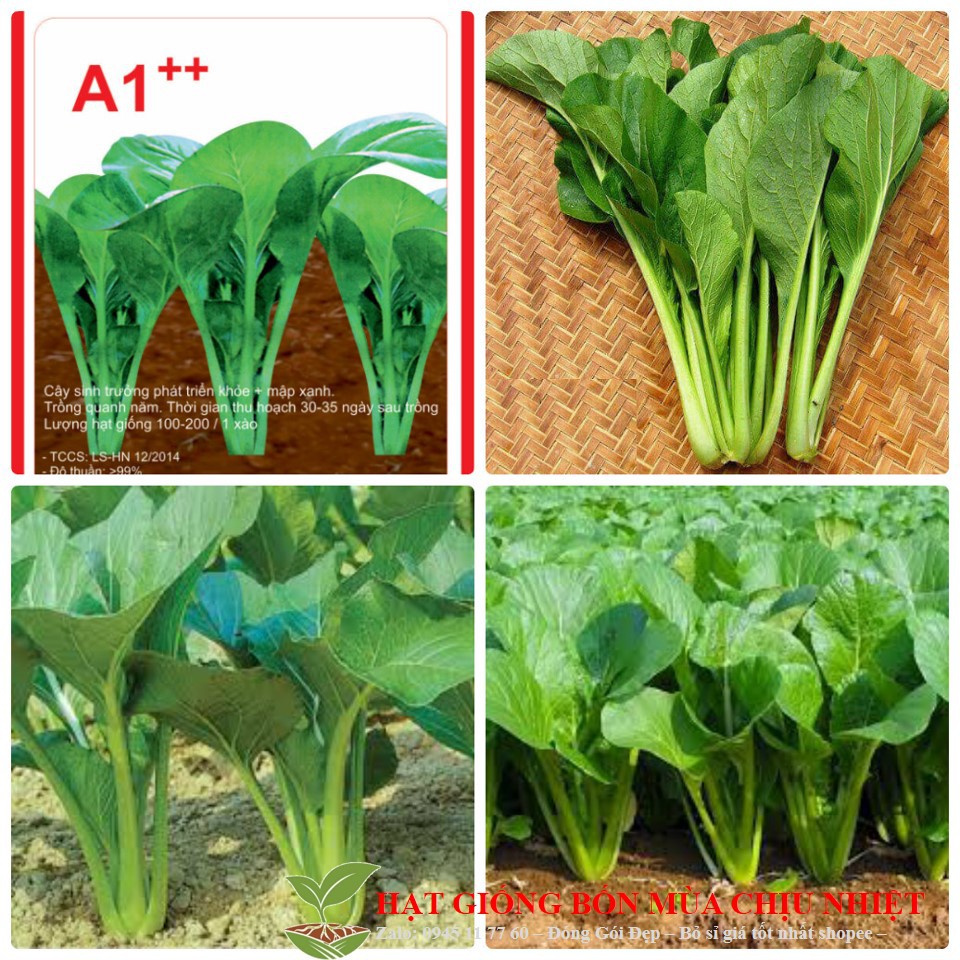 29G Hạt Giống Cải Ngọt 100 Hạt Tách Gói Trồng Thùng Xốp