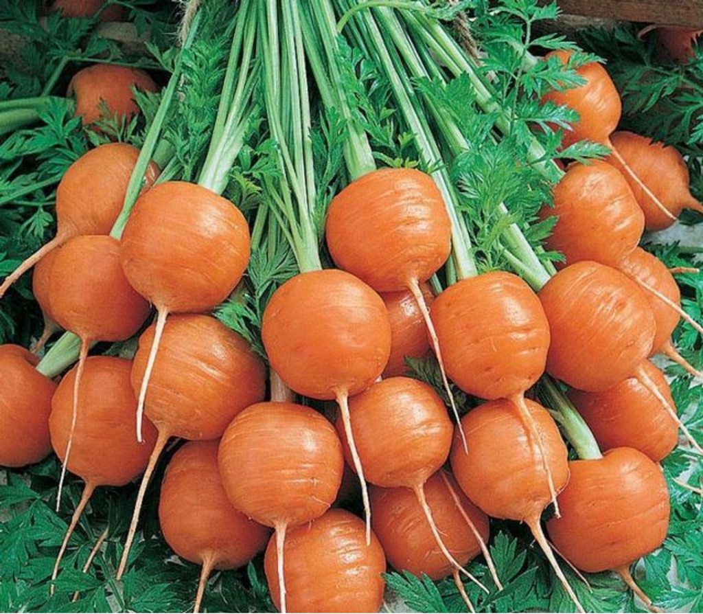 Hạt giống Cà rốt củ tròn giống ngắn ngày giòn ngon ngọt VTS64 | Vạn Tín Store
