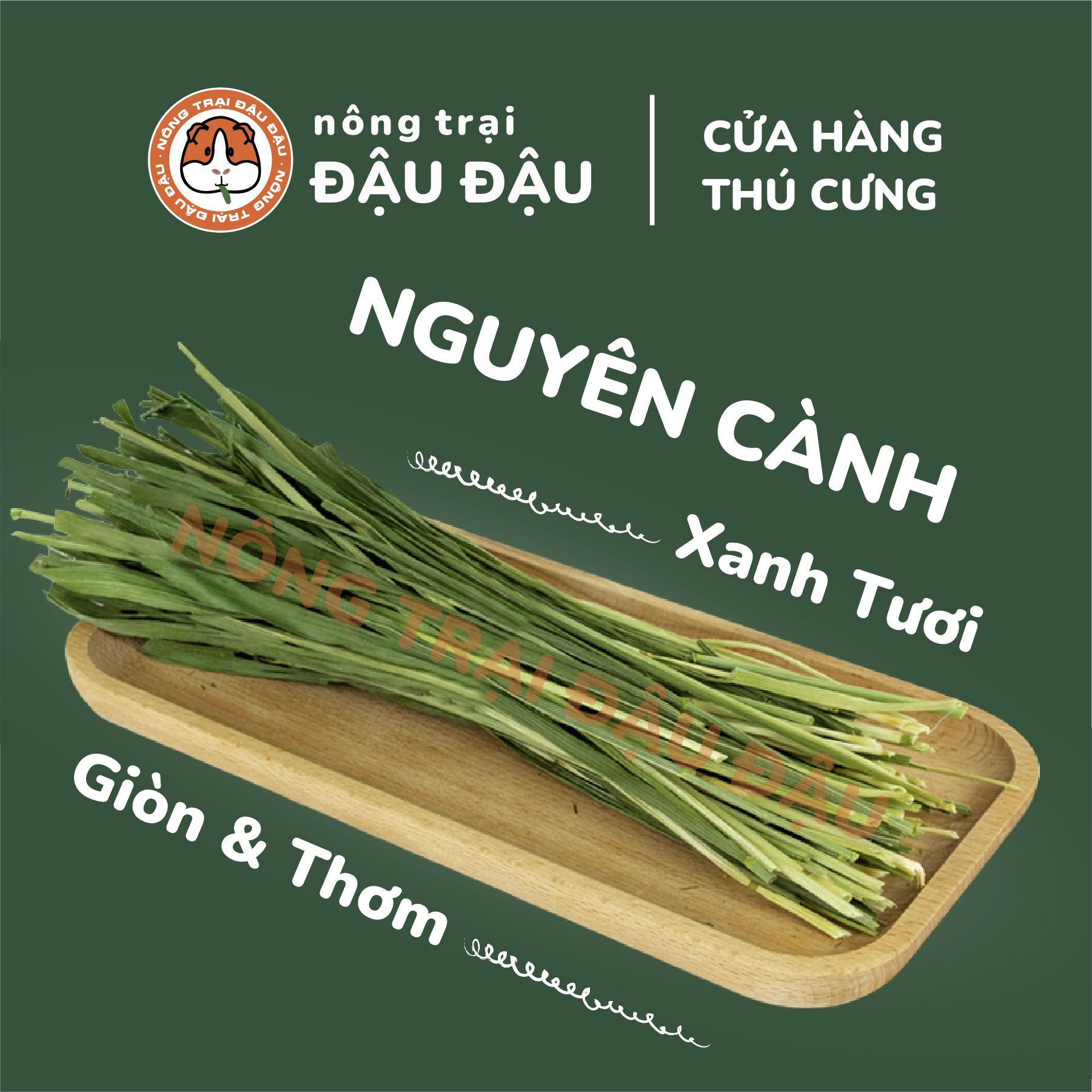 Cỏ Lúa Mì Cho Thỏ, Bọ Ú, Chinchilla Giàu Chất Xơ 50g