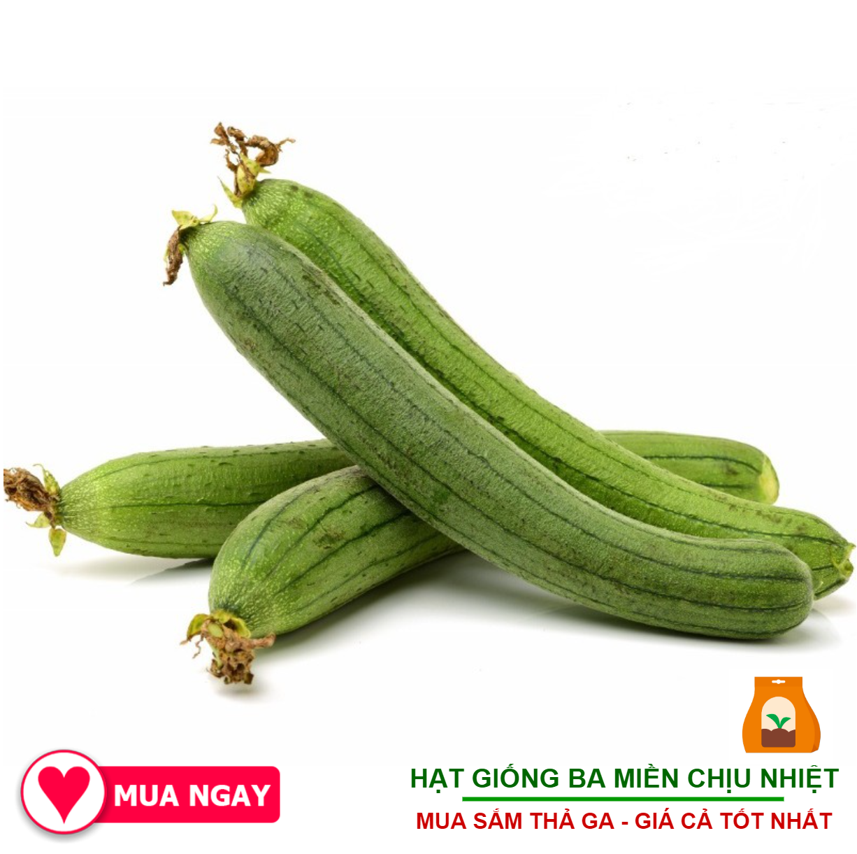 Hạt Giống Mướp Hương, Mướp Khía - 1Gram