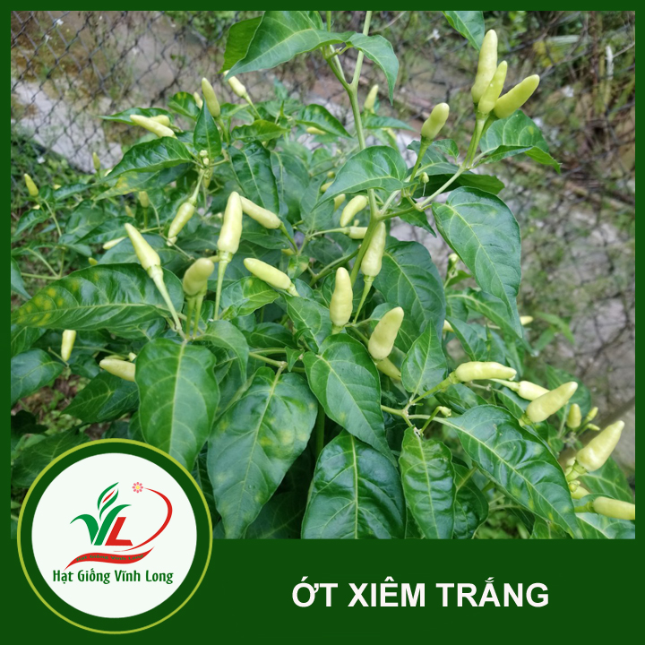 Hạt giống ớt xiêm trái trắng (hạt tự thu) - 15 hạt