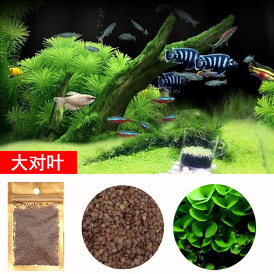 2 gói hạt giống cây thủy sinh dùng trang trí hồ cá