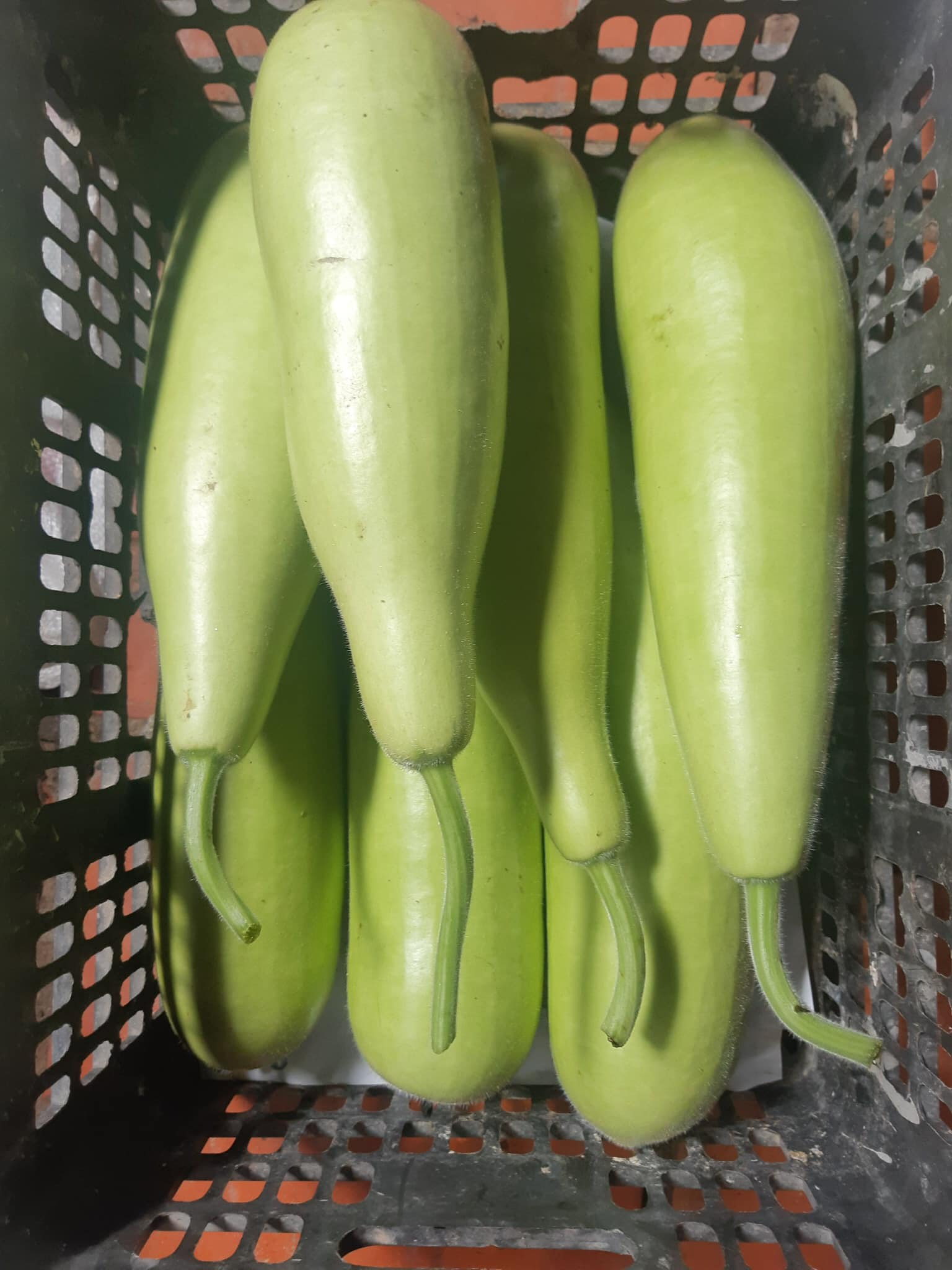 Hạt giống bầu xị Tây Nam