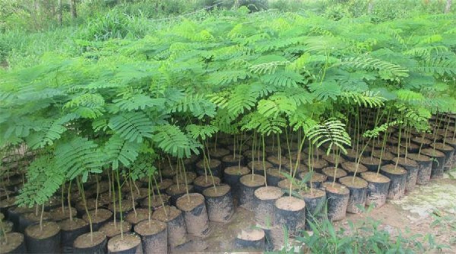 Cây Phượng vàng