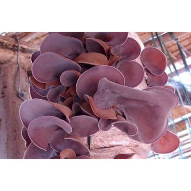 100gr nấm mèo khô (mộc nhĩ đen) khô loại to