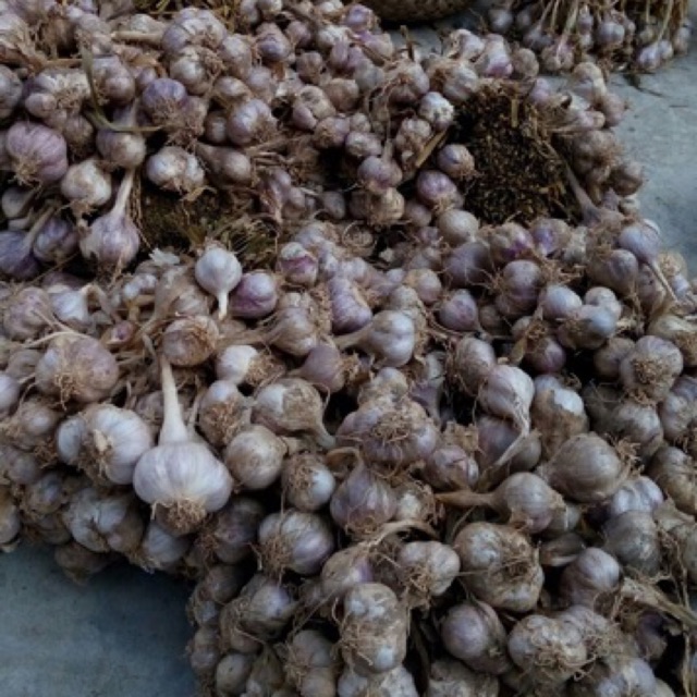 tỏi tía ta 500gr