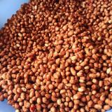 1Kg Đậu Phộng Rang Tỏi Ớt Đặc Biệt
