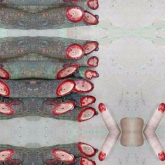 500g Cây cỏ máu giúp tăng cân