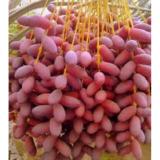 Chà Là Ai Cập Sấy Dẻo Thơm Ngon 500gr (Loại 1)