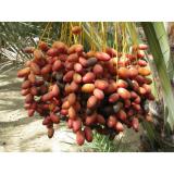 Chà Là Ai Cập Sấy Dẻo Thơm Ngon 500gr (Semi Dry Dates Egypt )