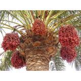 Chà Là Ai Cập Sấy Dẻo Thơm Ngon 500gr (Semi Dry Dates Egypt )