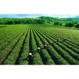 Chè Tân Cương Thái Nguyên Đặc Biệt - 200g