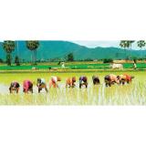 Gạo Campuchia Lúa mùa 6 tháng túi 5kg