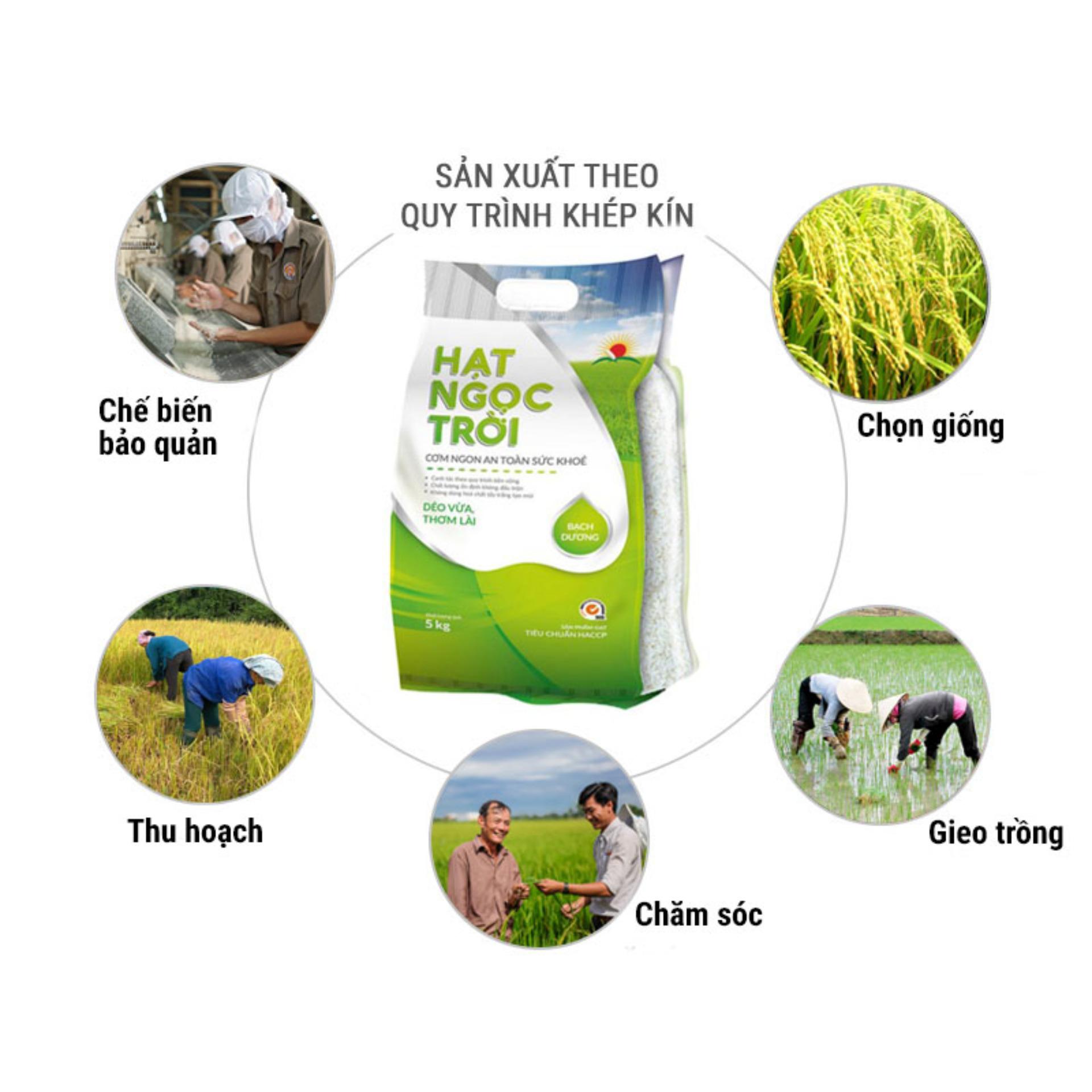 Gạo Hạt Ngọc Trời Bạch Dương Túi 5kg