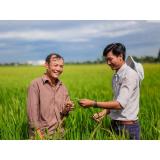 Gạo Hạt Ngọc Trời Thiên Ưng