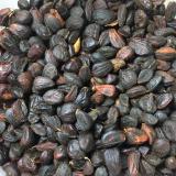 Hạt dổi nếp loại thượng hạng (200gr)