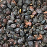 Hạt dổi nếp loại THƯỢNG HẠNG (500gr)