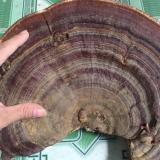 Nấm linh chi rừng 1kg khô