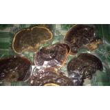 Nấm linh chi rừng 1kg khô