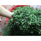 Nụ hoa Tam thất bao tử 100g khô
