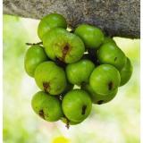 QUẢ SUNG THÁI LÁT SẤY KHÔ - MỘC HOA TRÀ