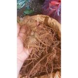 Tam thất bắc (9 củ/lạng) 500g khô
