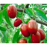[HCM]Táo Đỏ Khô Tân Cương (Táo Tàu Đỏ) 200gr