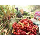 Thảo quả rừng 100g khô