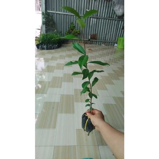 CÂY GIỐNG TRÂM GỐI LÙN TỨ QUÝ (SIÊU SỚM CÓ BẢO HÀNH) SDS