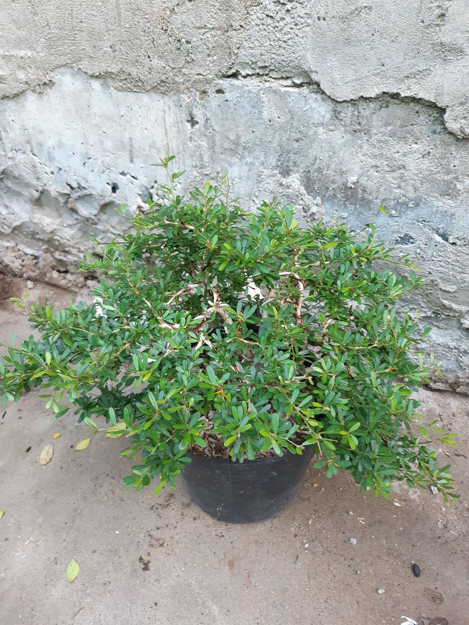 linh sam bonsai dáng đẹp