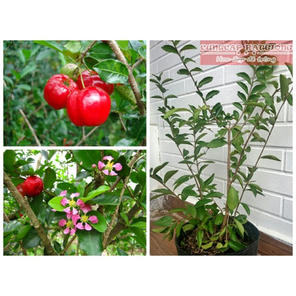 [ Cây Cảnh Bến Tre ] Cây giống sơri