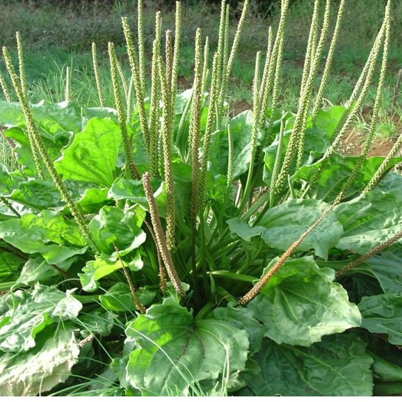 Hạt giống cây mã đề - 1 gói 2gram