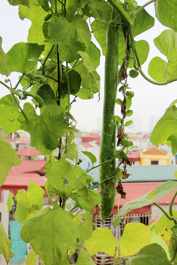 "Gói 10 Hạt " Hạt giống bầu sao trái dài( bầu sao quê )