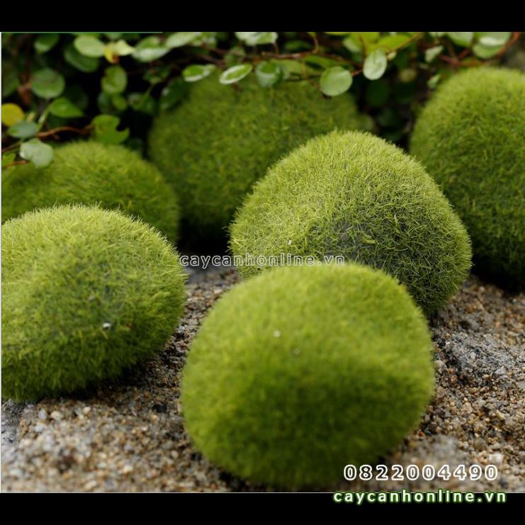 Rêu cục nhân tạo, rêu xốp trang trí tiểu cảnh sân vườn hồ cá terrarium