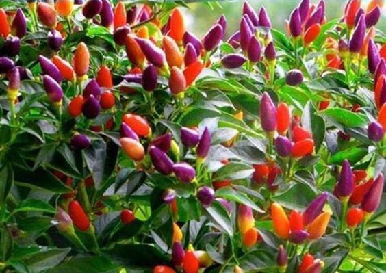 [ Siêu Hạt Giống ] Hạt giống ớt chỉ thiên ngũ sắc - 50 hạt