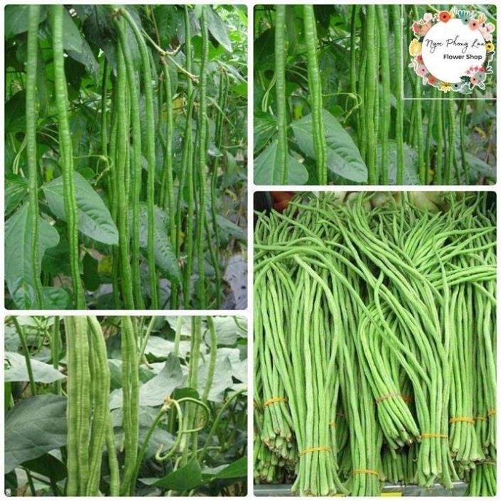 Giống đậu đũa hạt trắng - gói 20 gram