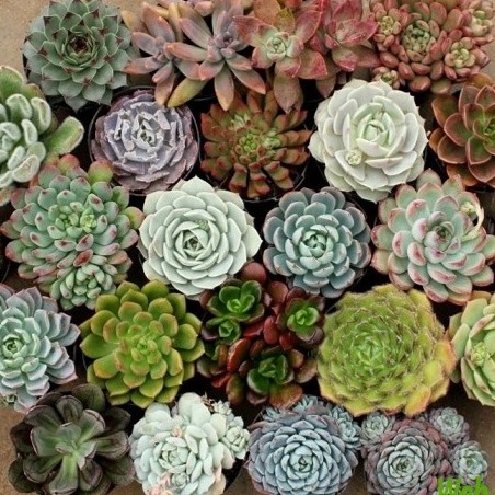 Gói 5 hạt giống Sen Đá Mỹ Mix Mini