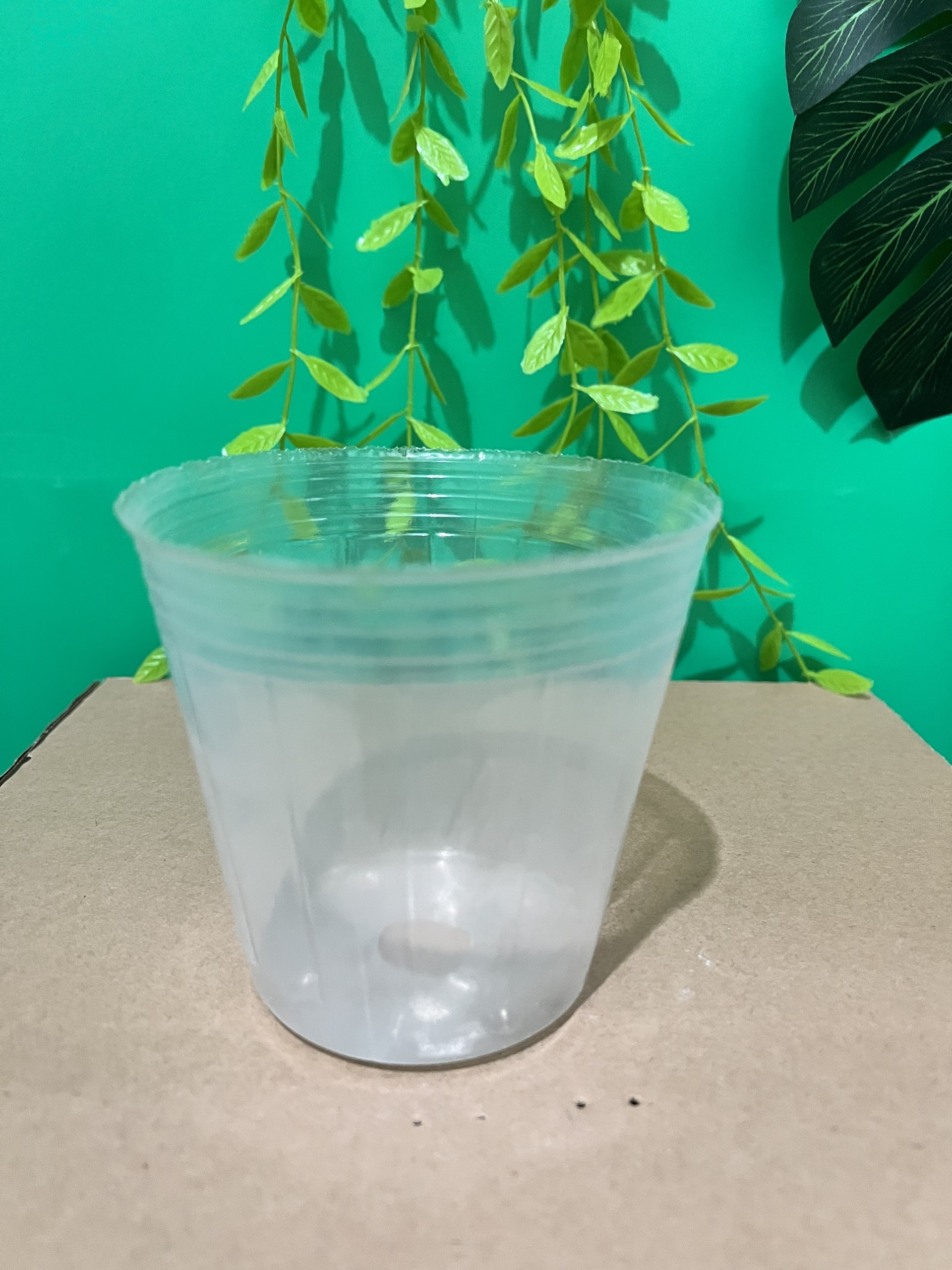 10 chậu ươm cây giống, trồng lan giống