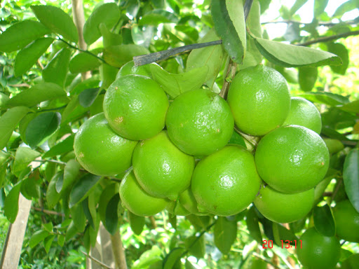 Cây CHANH KHÔNG HẠT giống ghép, quả chùm siêu năng suất, cam kết giống chuẩn