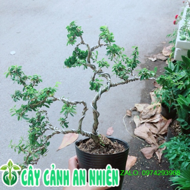 Cây linh sam