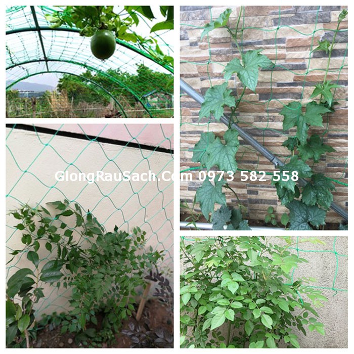 Lưới Leo Giàn (Dàn) Cho Cây Leo Dưa Chuột, Bầu Bí Mướp Đậu… Mắt Lươi 10*10cm Các size