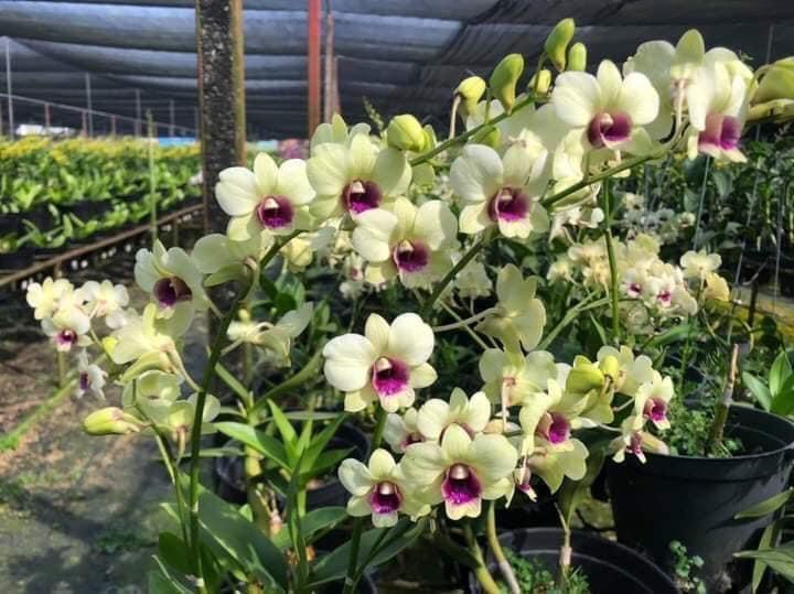 Hoa lan đồng tiền đổi màu