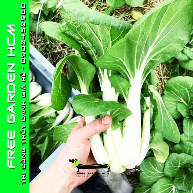 COMBO 100 HẠT GIỐNG CẢI JOI CHOI - JOHNNYSEEDS