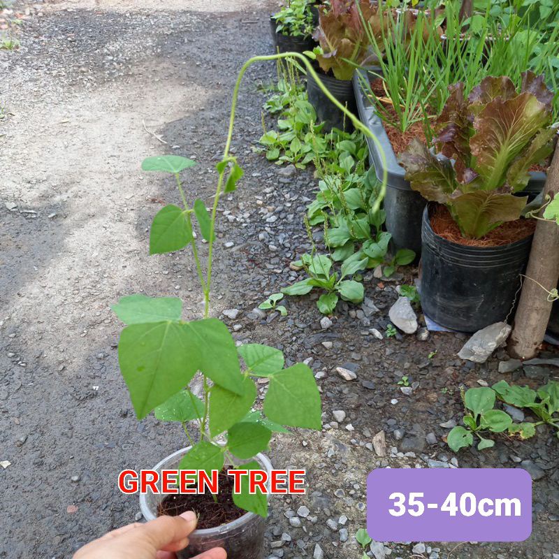 Cây giống đậu rồng xanh(rất sai trái) bầu 3 cây