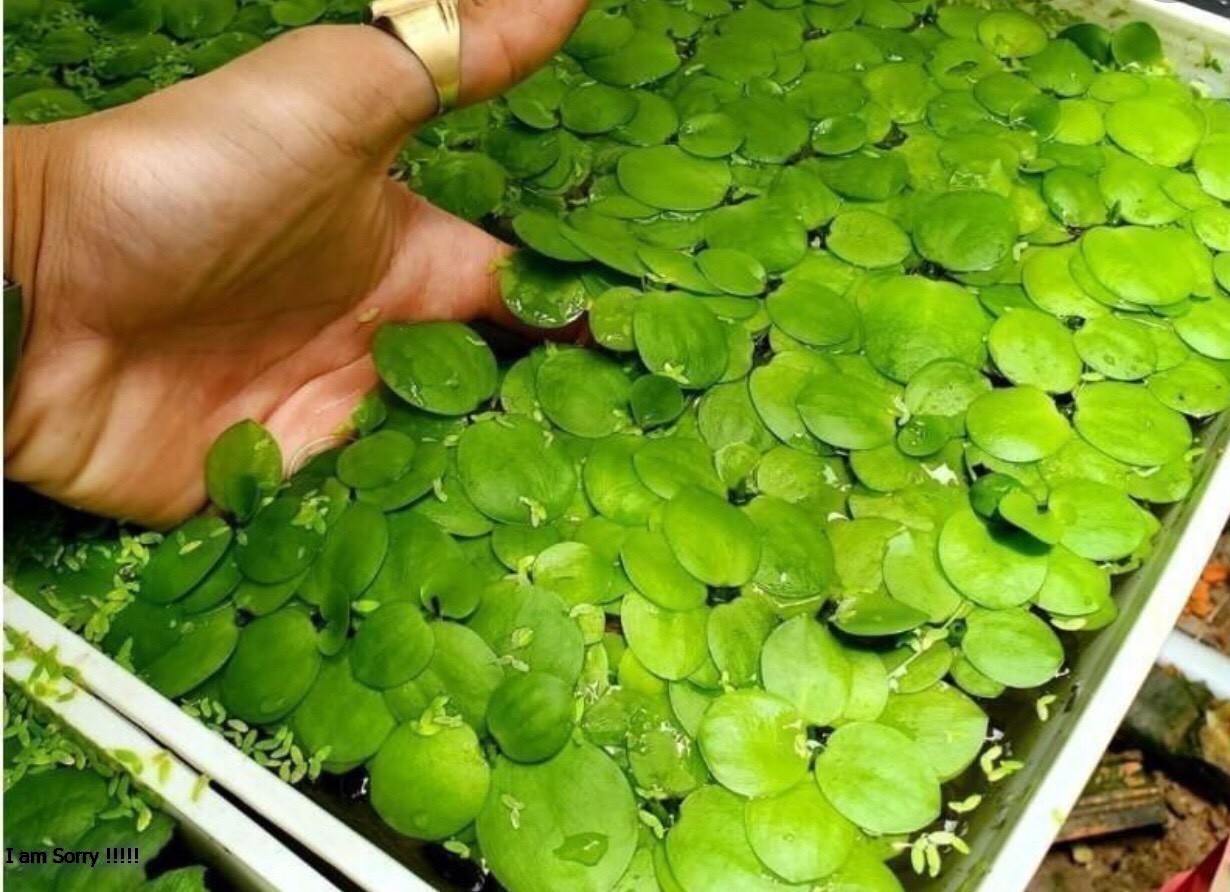 Bèo nhật lọc nước 11 cây- trang trí bể cá