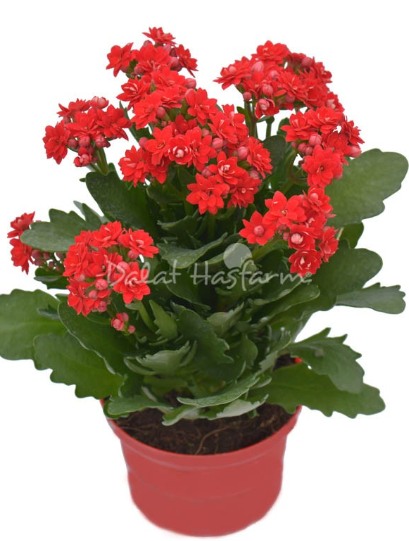 Dalat Hasfarm Chậu hoa Sống Đời