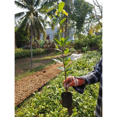 Com bo 10 cây mai vang quấn rễ cao 30-50cm