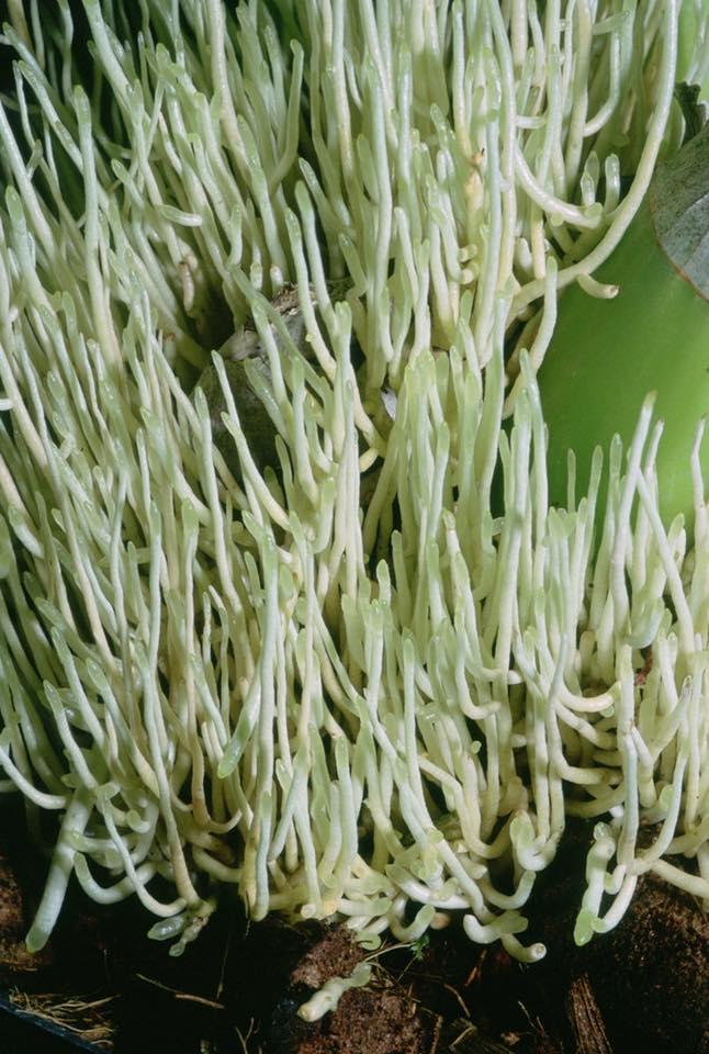 vitamin B1 Thái ( có hướng dẫn tiếng Việt)